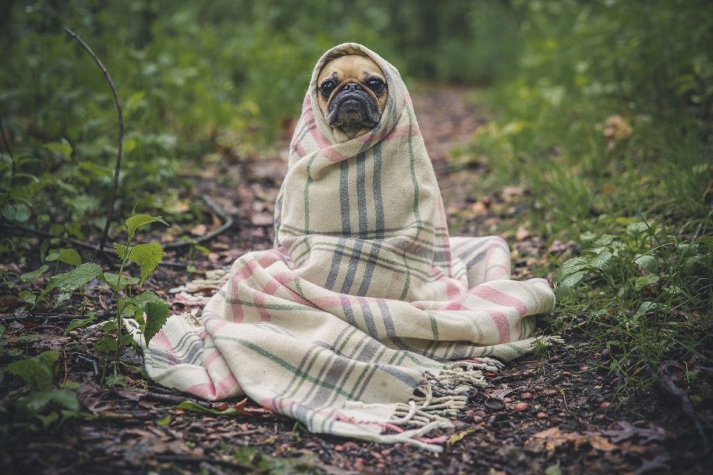 image of pug wrapped in a blanket